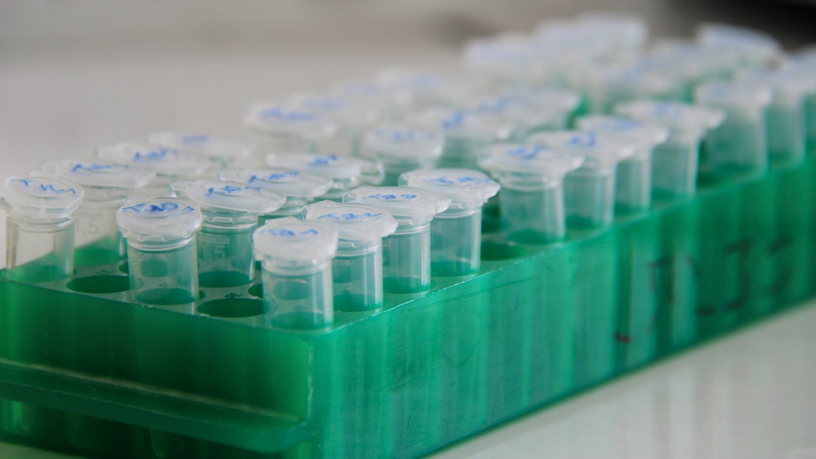 Laboratory sample tubes in a rack